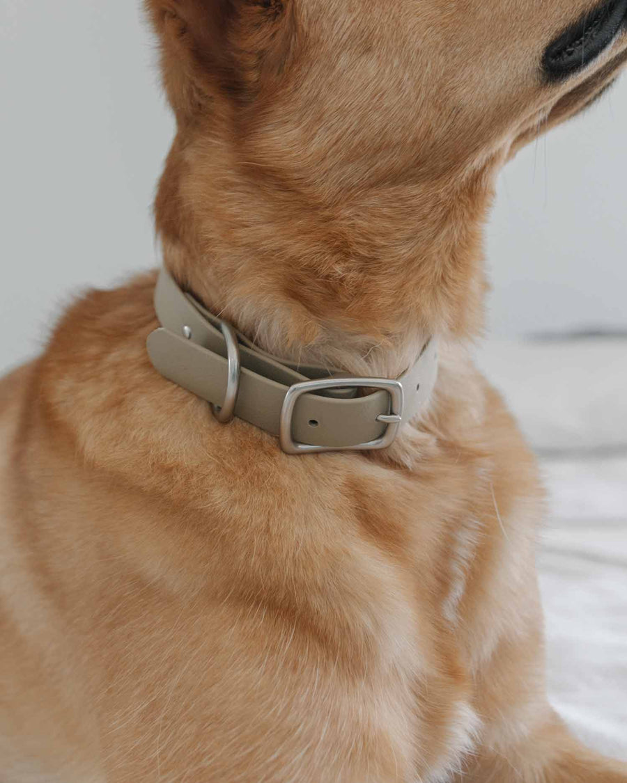 dog wearing dune biothane dog collar