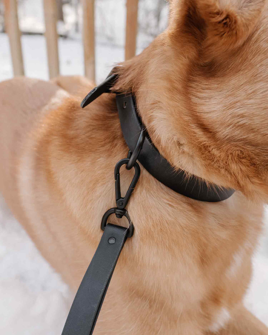 dog wearing black biothane dog collar and leash