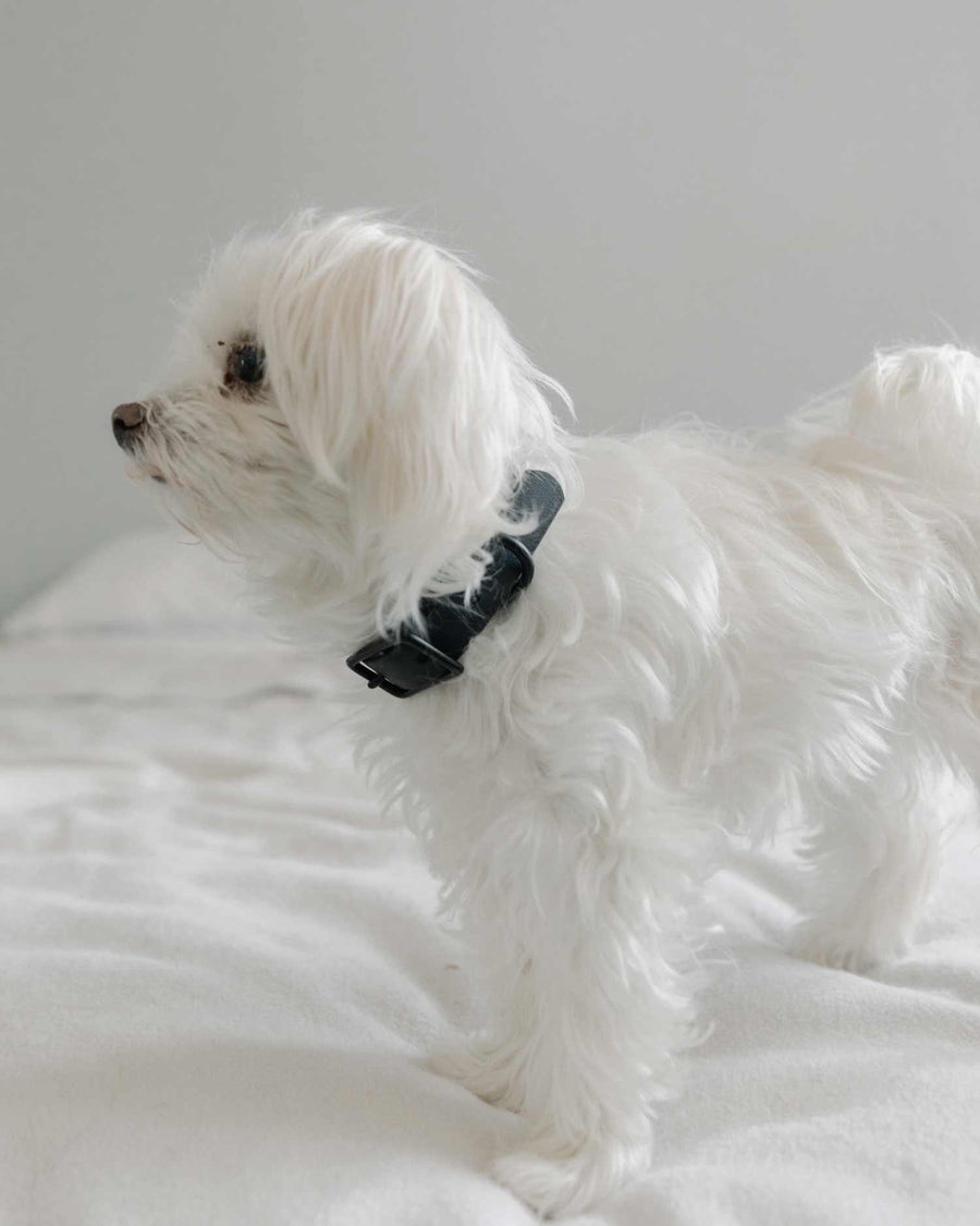maltese wearing small biothane dog collar