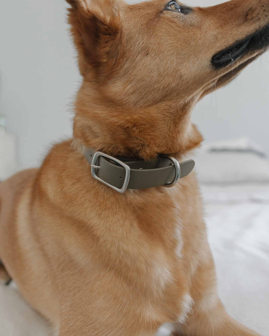 dog wearing olive biothane dog collar